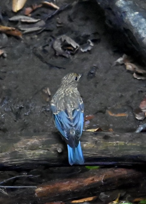 オオルリ幼鳥②6617