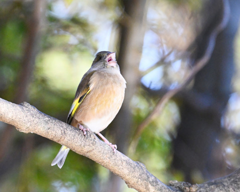 オオカワラヒワ7446