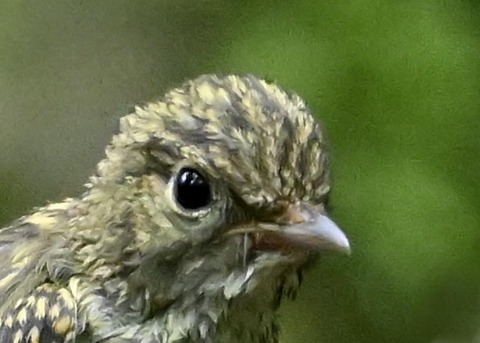 キビタキ幼鳥3002