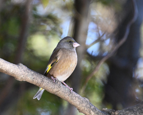 オオカワラヒワ7479