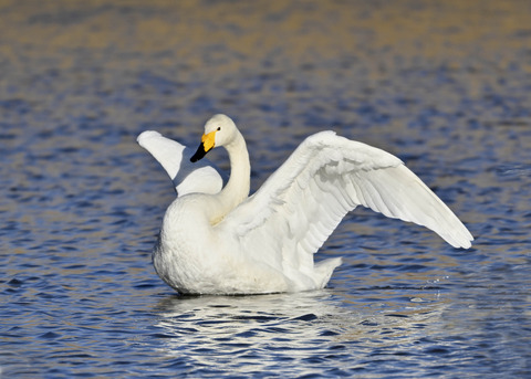 オオハクチョウ7651