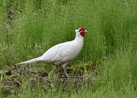 キジ♂白化1402