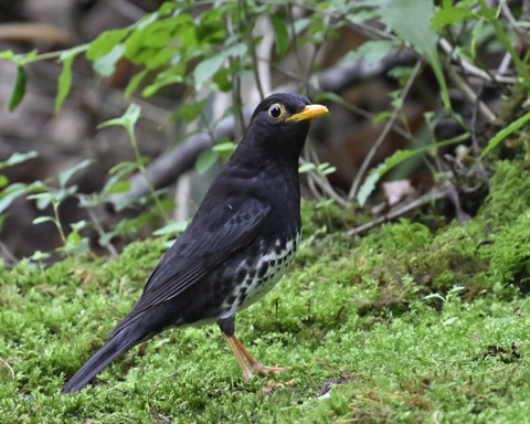 クロツグミ♂5758