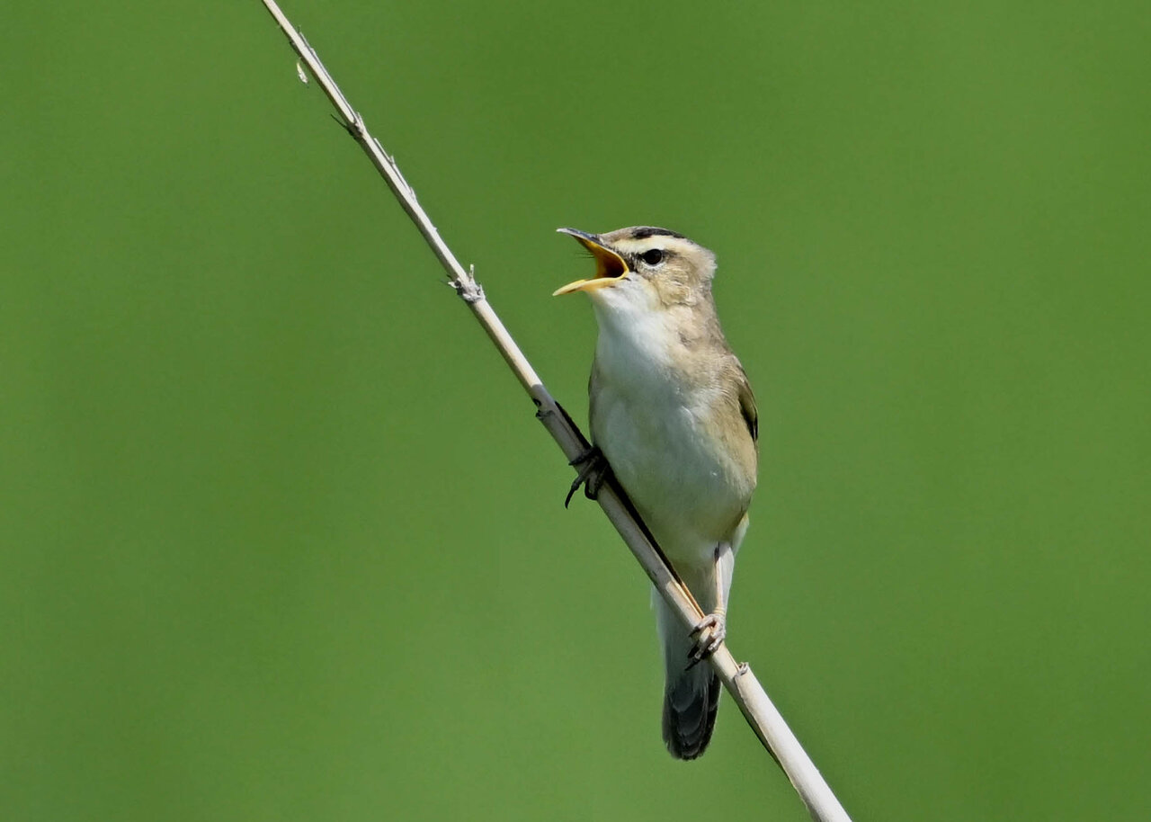 コヨシキリ 野口洪志の野鳥日記
