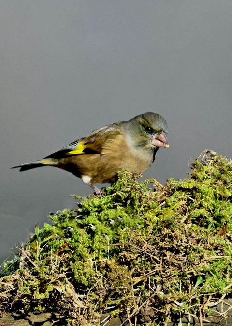 オオカワラヒワ7256