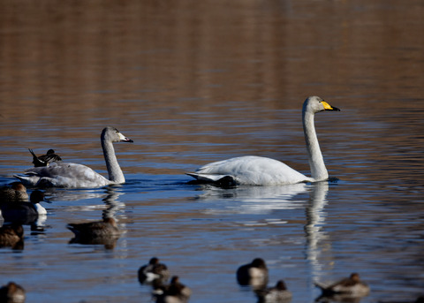 オオハクチョウ9668