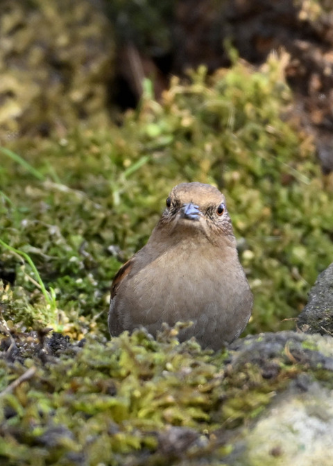 カヤクグリ6361