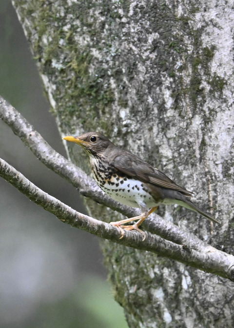 クロツグミ♀1765