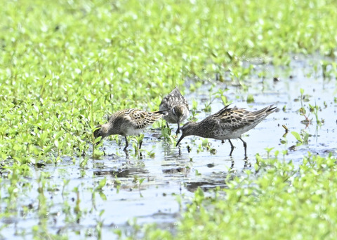 ウズラシギ夏羽後期0372