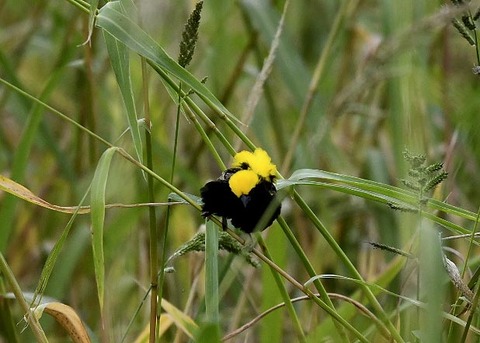 オウゴンチョウ♂2337