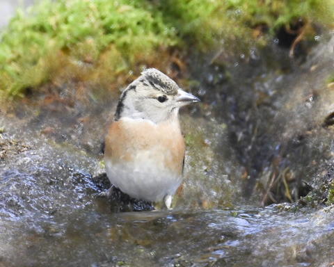 アトリ♀8273