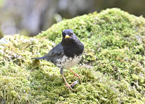 クロツグミ♂5895