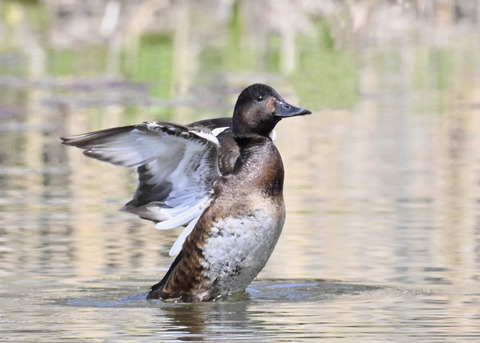 アカハジロ♀3856