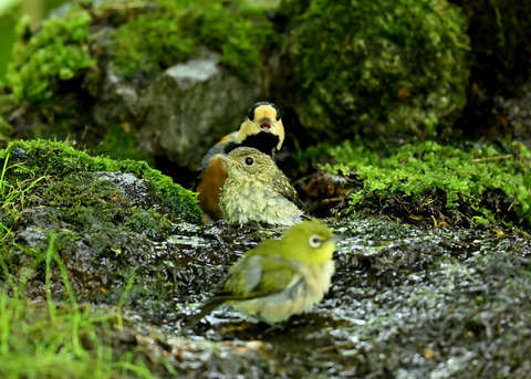 キビタキ幼鳥0426