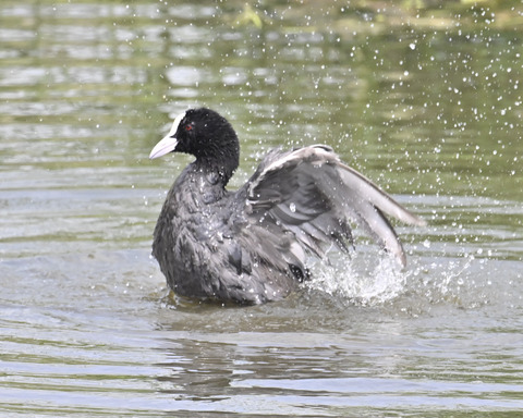 オオバンの水浴び7301