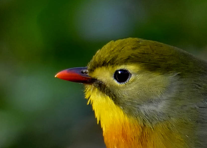 ソウシチョウ 野口洪志の野鳥日記