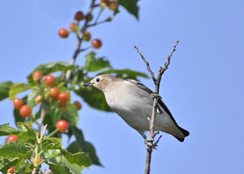 コムクドリ♀5273