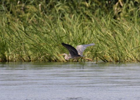 ムラサキサギ6646