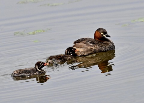 カイツブリ親子3088