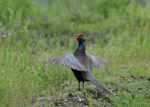 羽広る・キジ♂0050◎