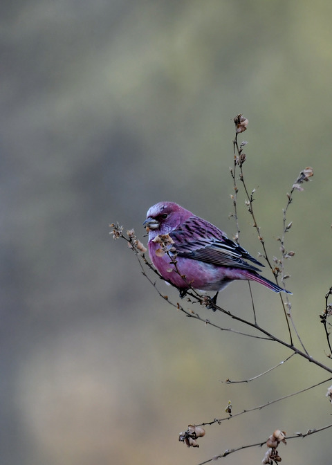 オオマシコ♂9012