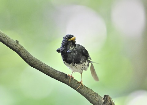 クロツグミ♂0318