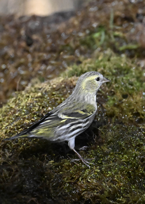 マヒワ♀7888