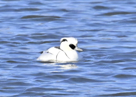 ミコアイサ♂4346