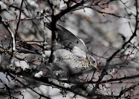 ノハラツグミ3531