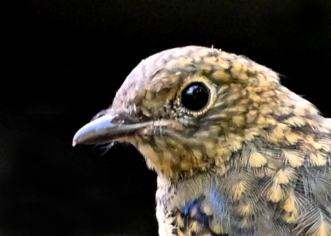 オオルリ♂幼鳥0000