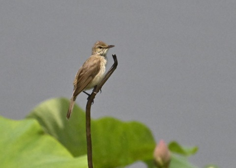 オオヨシキリ1962