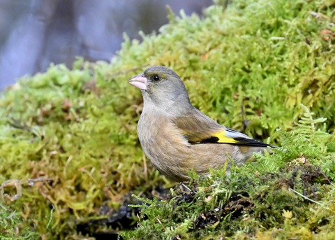 オオカワラヒワ7505