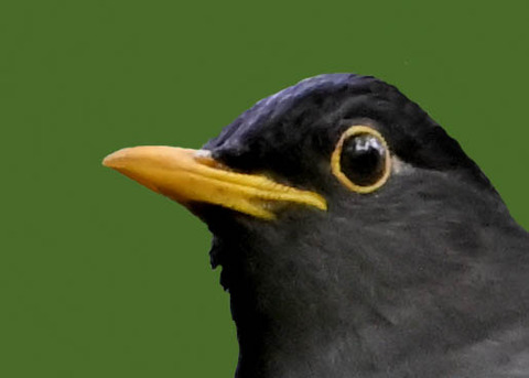 クロツグミ♂0000