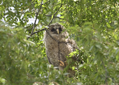 フクロウのヒナ7744