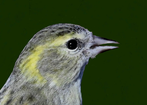 マヒワ♀7003