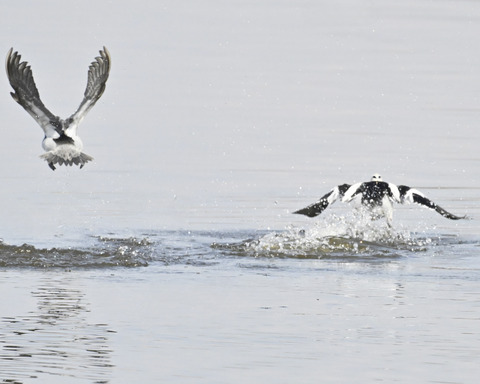 飛ぶミコアイサ♂4963