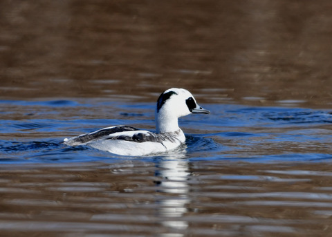 ミコアイサ♂8830