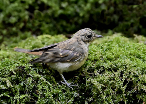 オオルリ♀幼鳥3748