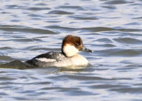 ミコアイサ♀1274