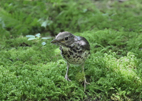 クロツグミ♀幼鳥3491