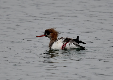 ウミアイサ♀6145