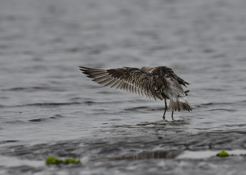 飛ぶ・オバシギ幼鳥4574