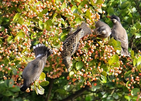 ホシムクドリ7062-02○