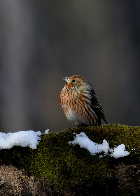オオマシコ若鳥9562