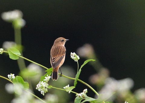 ノビタキ♀3100