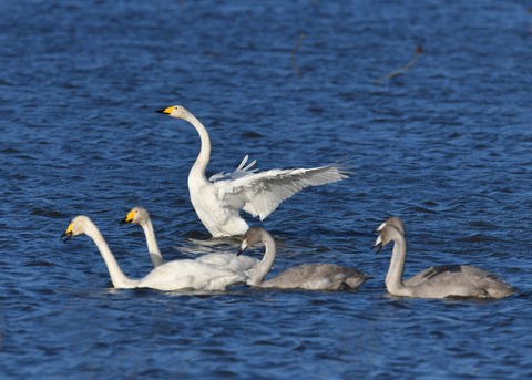 オオハクチョウ3555