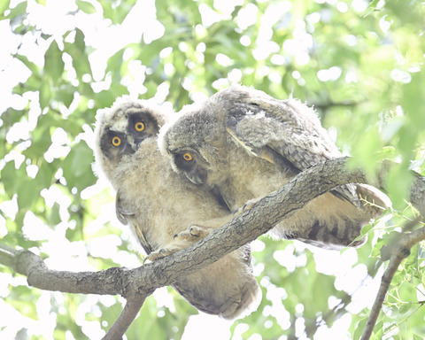 トラフズクの雛3565