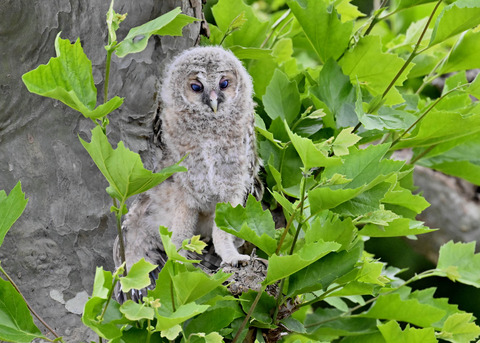 フクロウの雛5952