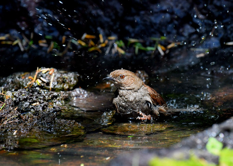 カヤクグリ0768