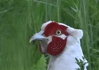 キジ♂白化8000(8082)